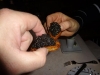 A toast to caviar