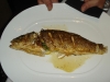 Loup de mer