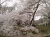 Arty snap-Central Park
