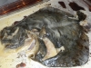Wild turbot