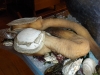 Geoduck clam