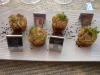 Amuse bouche