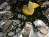Oysters