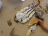 All shell removed
