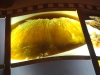 Shark's fin picture