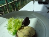 Foie gras torchon