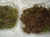 Micro Greens