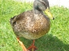 Duck! We're eating vegan!
