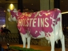 That's one big Holstein