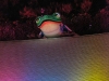 Unfortunately, this stupid frog will remain
