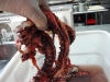 Fresh octopus