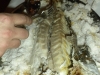 The tastiest sea bass in town