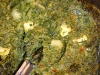 Saag paneer