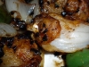 Uncooked frog's meat