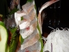 Pristine fish