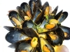 Maine mussels