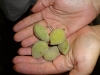 Fresh almonds