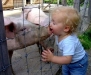 swine-flu-large-2.jpg