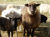 baaa-ma-kids.jpg