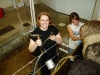 k-milking-sheep-2.jpg