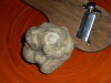 Tuber magnatum