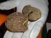 White and black truffle
